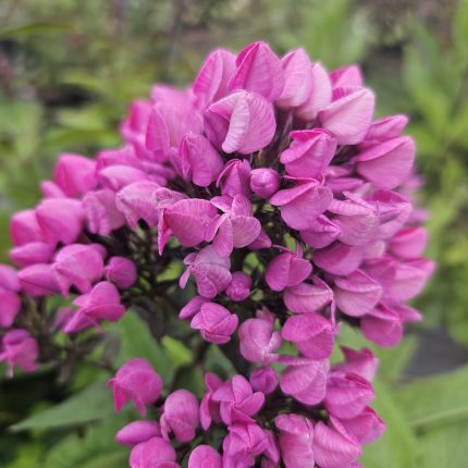 Phlox-paniculata-Butonik