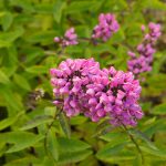Phlox-paniculata-Butonik