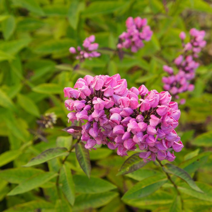Phlox-paniculata-Butonik