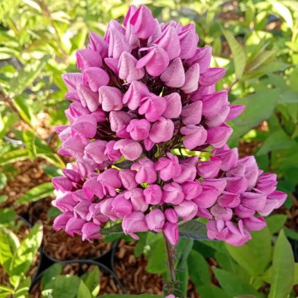 Phlox-paniculata-Butonik