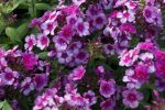 Phlox paniculata 'Drakon'