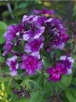 Phlox paniculata 'Drakon'-2L-livrarea din martie