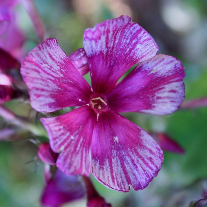 Phlox paniculata 'Drakon'-2L-livrarea din martie - imagine 3