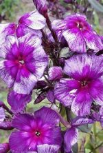 Phlox paniculata 'Drakon'