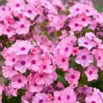 Phlox paniculata 'Flamingo'