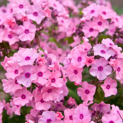 Phlox paniculata 'Flamingo'