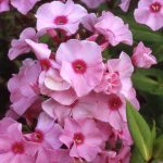Phlox paniculata 'Flamingo'