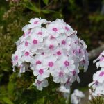 Phlox paniculata 'Graf Zeppelin'-2L -livrarea din aprilie
