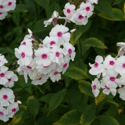 Phlox paniculata 'Graf Zeppelin'