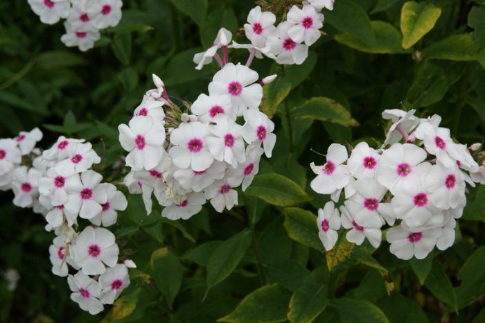 Phlox paniculata 'Graf Zeppelin'