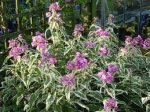 Phlox paniculata 'Mary Christine'