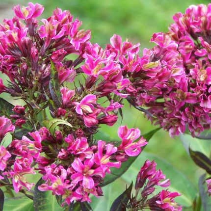 Phlox paniculata 'Natural Feelings'