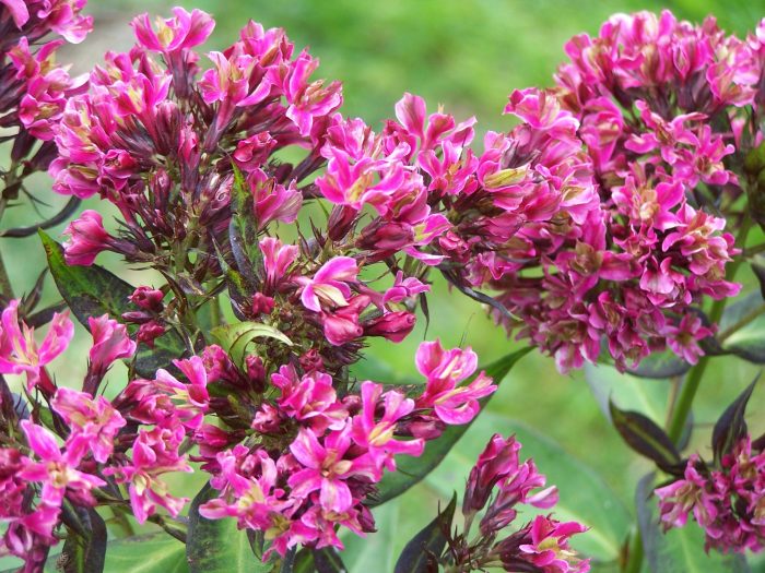 Phlox paniculata 'Natural Feelings'