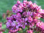 Phlox paniculata 'Natural Feelings'