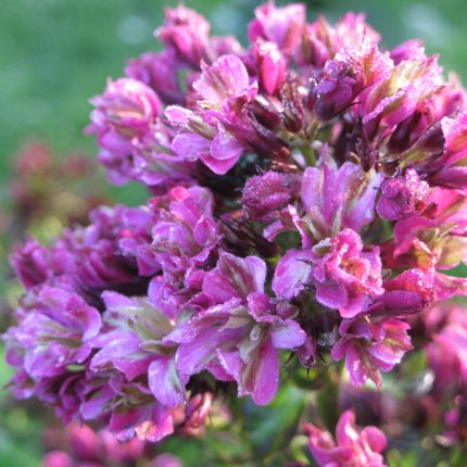 Phlox paniculata 'Natural Feelings'
