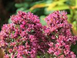 Phlox paniculata 'Natural Feelings'