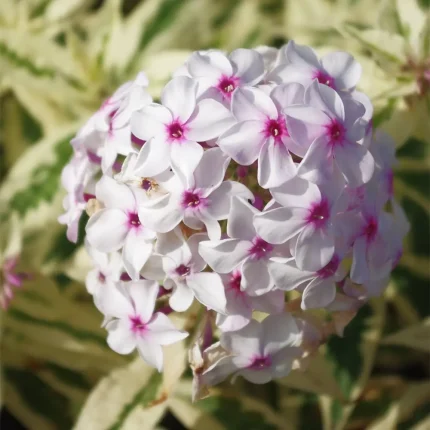 Phlox paniculata 'Nora Leigh'