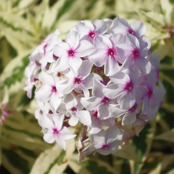 Phlox paniculata 'Nora Leigh'