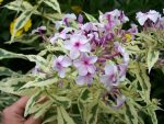 Phlox paniculata 'Nora Leigh'