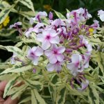 Phlox paniculata 'Nora Leigh'