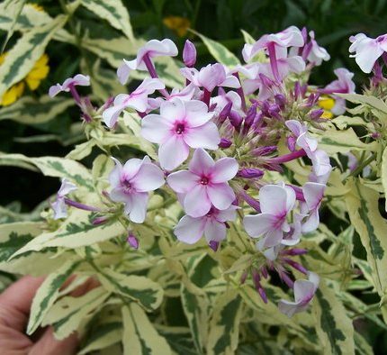 Phlox paniculata 'Nora Leigh'