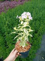 Phlox paniculata 'Nora Leigh'