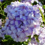Phlox paniculata 'Novinka'