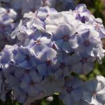 Phlox paniculata 'Novinka'
