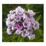 Phlox paniculata 'Russkij Sjurpriz Rozowyj'-2L -livrarea din aprilie - imagine 2