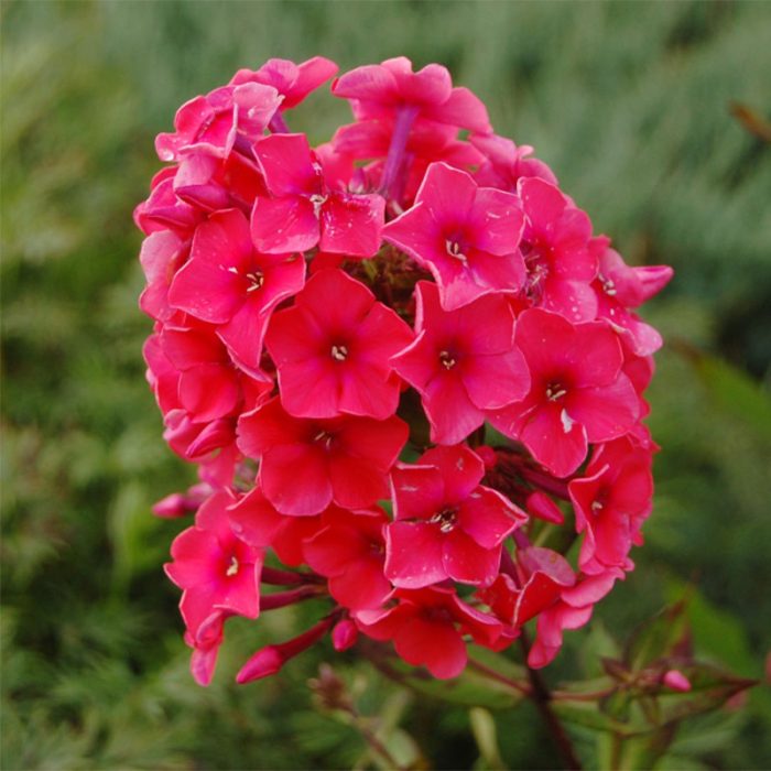 Phlox paniculata 'Tequila Sunrise'-2L-livrarea din martie - imagine 3