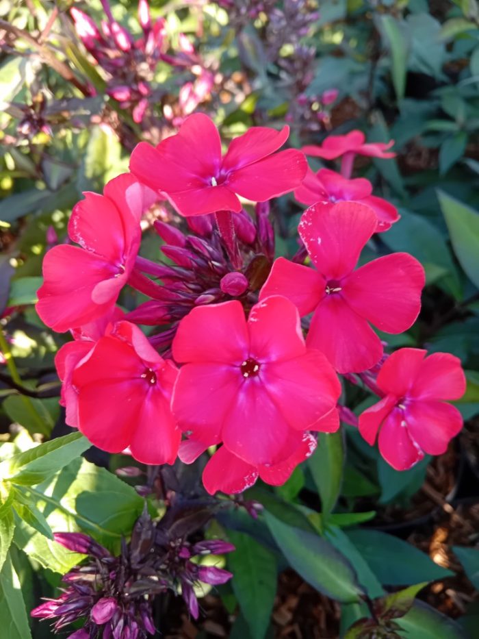 Phlox paniculata 'Tequila Sunrise'