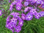 Phlox paniculata 'Wilhelm Kesselring'
