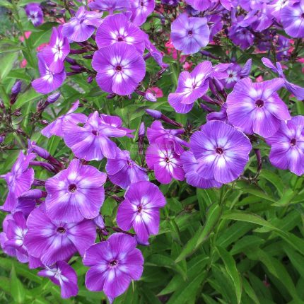 Phlox paniculata 'Wilhelm Kesselring'