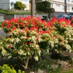 Pieris jap. Mountain Fire (vesnic verde)