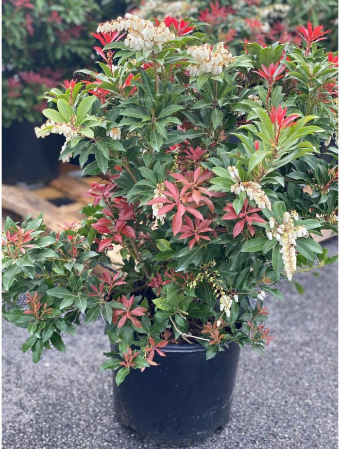 Pieris jap. Mountain Fire (vesnic verde)
