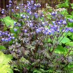 Polemonium reptans Heaven Scent