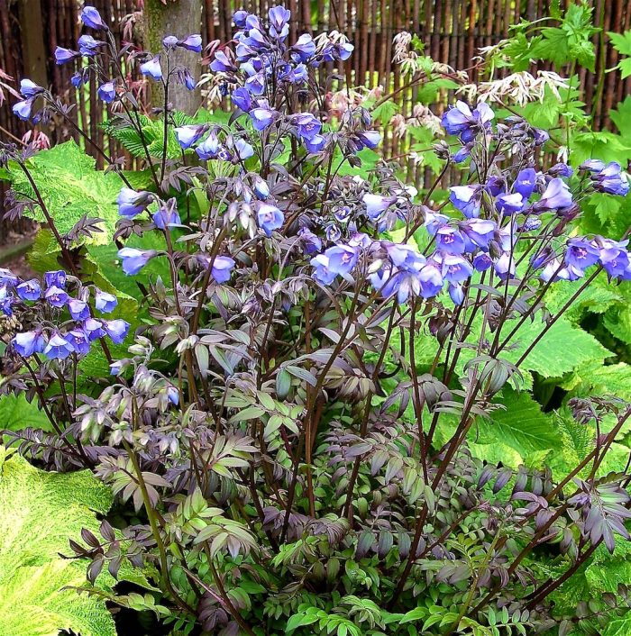 Polemonium reptans Heaven Scent