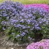Polemonium reptans Heaven Scent