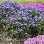 Polemonium reptans Heaven Scent