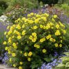 Potentilla DOUBLE PUNCH GOLD