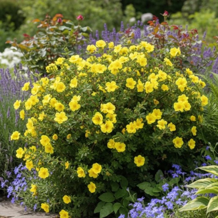 Potentilla DOUBLE PUNCH GOLD