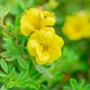 Potentilla DOUBLE PUNCH GOLD