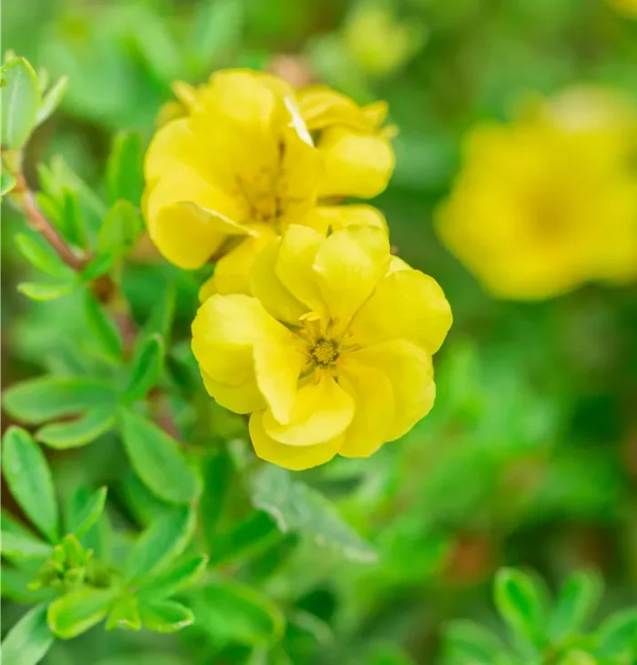 Potentilla DOUBLE PUNCH GOLD