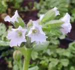 Pulmonaria 'Moonshine'