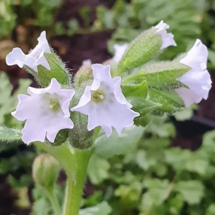 Pulmonaria 'Moonshine'