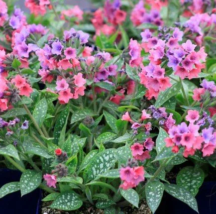 Pulmonaria_Shrimp_on_the_Barbie