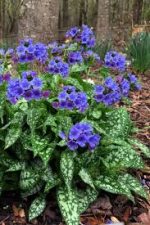 Pulmonaria 'Trevi Fountain'