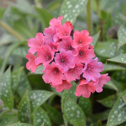 .Pulmonaria_Shrimp_on_the_Barbie