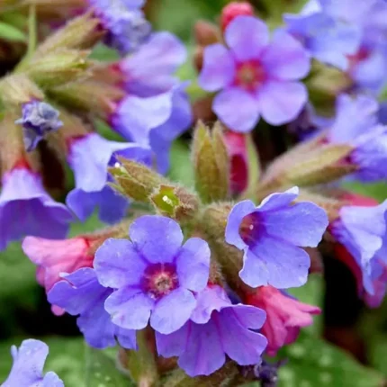 Pulmonaria 'Trevi Fountain'