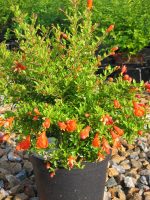 Punica granatum (Rodiu)'Nana Gracilissima'